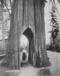 The Famous Bicycle Tree of Snohomish