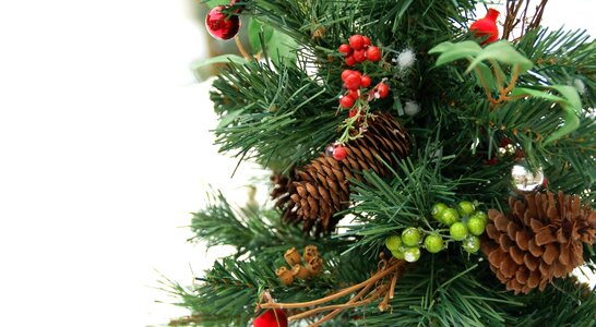 Fir branch season