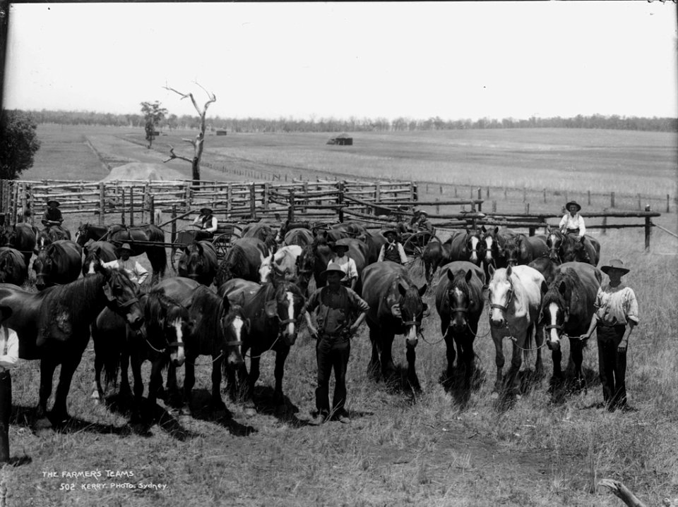 The farmer's teams from The Powerhouse Museum Collection