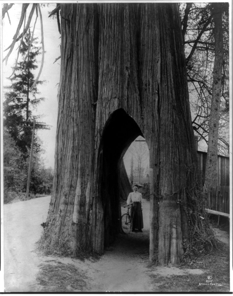 The famous bicycle tree of Snohomish (Washington) LCCN2007675602