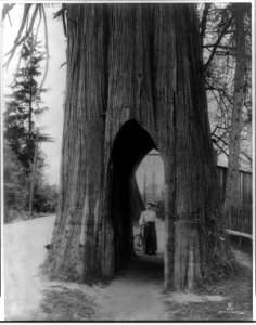 The famous bicycle tree of Snohomish (Washington) LCCN2007675602