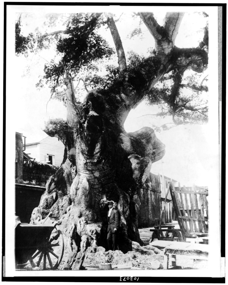 The Famous Columbus tree at Santo Domingo, Dominican Republic. It was to this tree that Columbus is said to have moored his caravel when he landed on American soil LCCN91726245