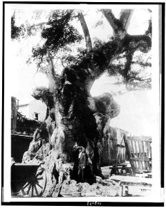 The Famous Columbus tree at Santo Domingo, Dominican Republic. It was to this tree that Columbus is said to have moored his caravel when he landed on American soil LCCN91726245