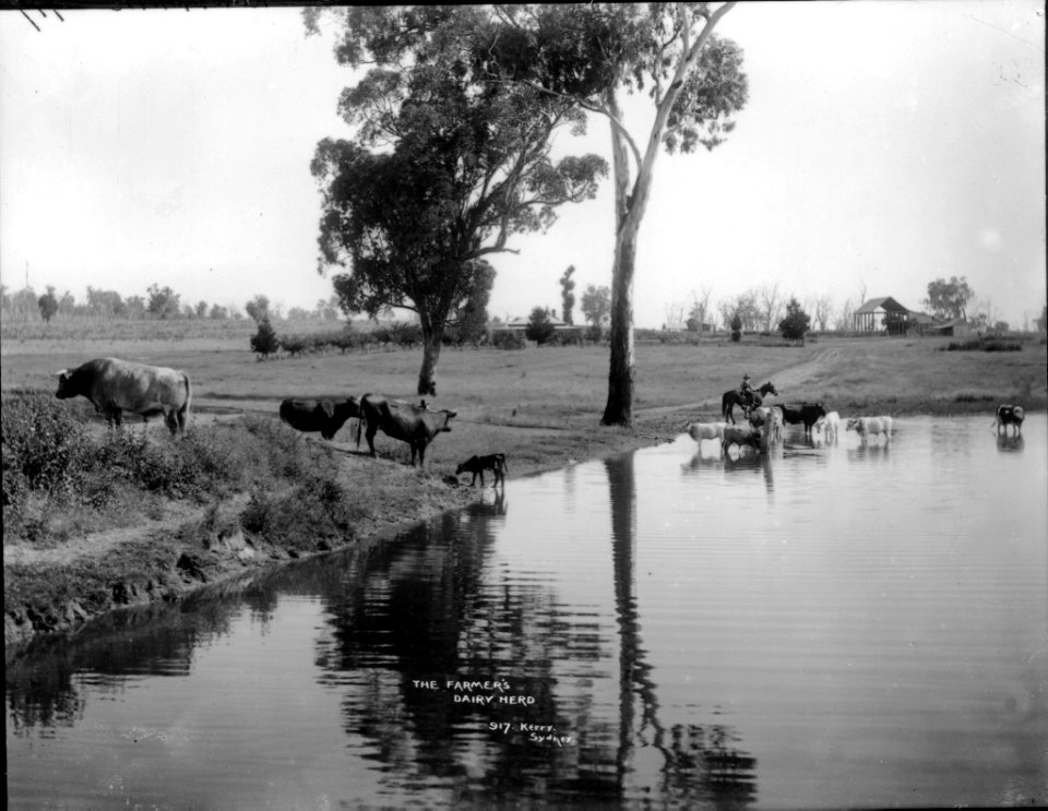 The farmer's dairy herd from The Powerhouse Museum Collection