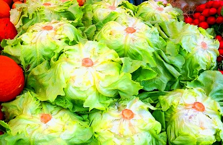 Healthy salad lettuce photo