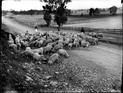 The farmer's flock from The Powerhouse Museum Collection photo