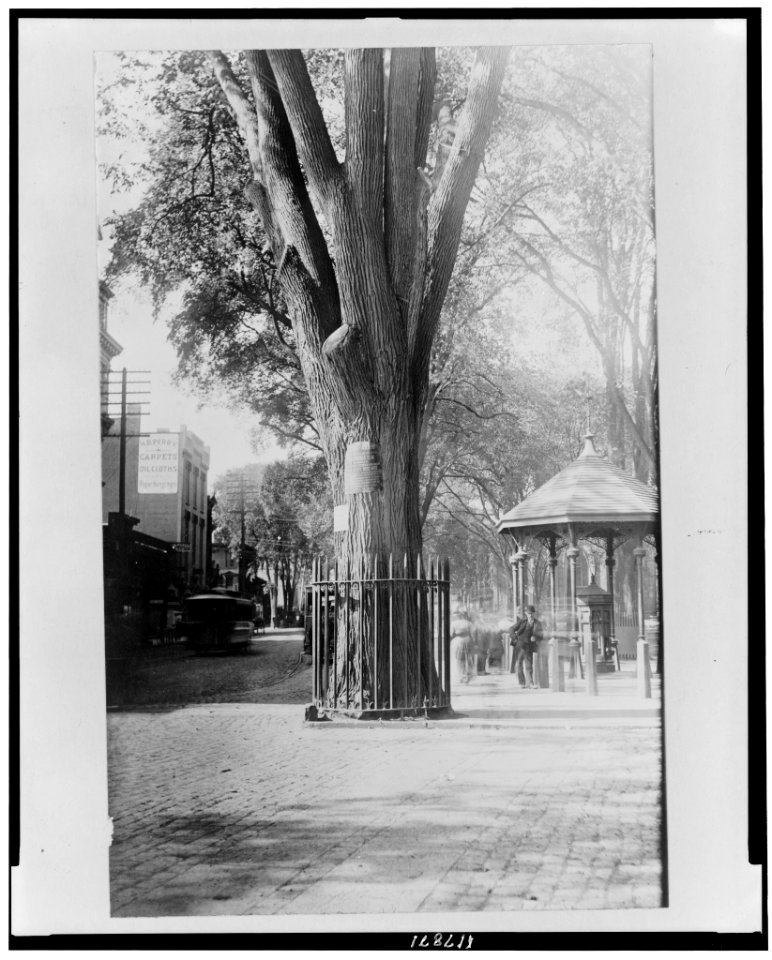 The Franklin elm and town pump about 1880 LCCN97511154