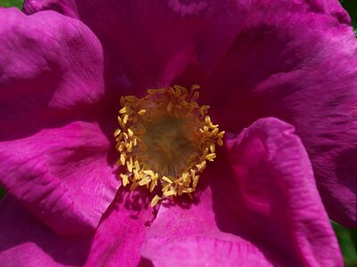 Nature flora petal