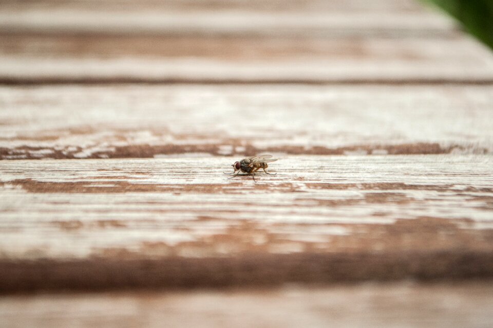 Table fly wood