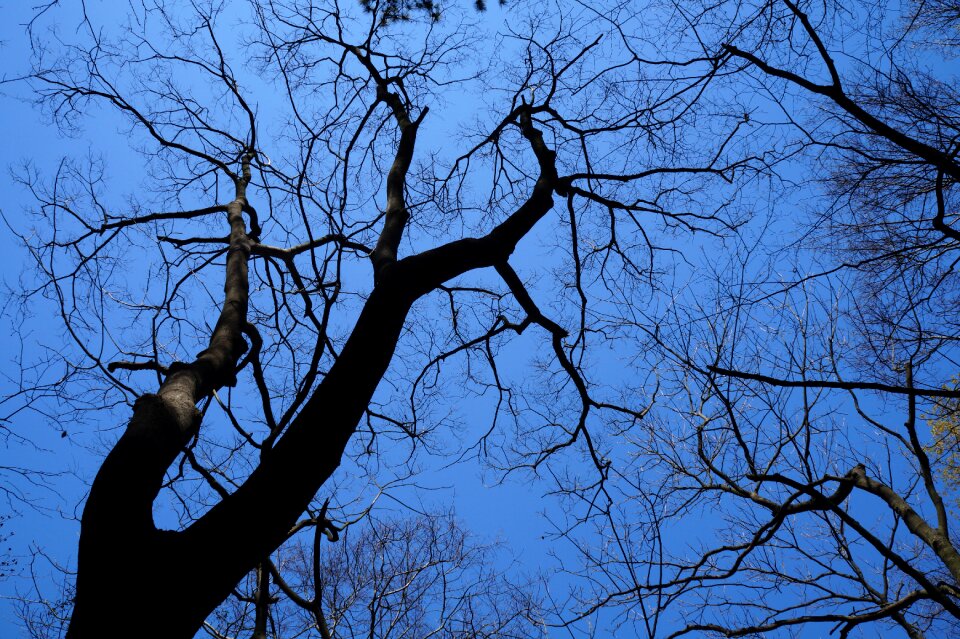 China home tree