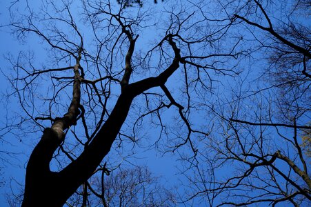 China home tree