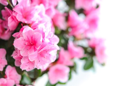 Plant garden floral