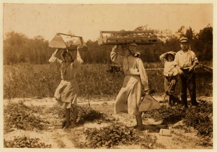 The girl berry carriers on Newton's Farm at Cannon, Del. Ann Parion, 13 years of age, working her 5th season carries 60 lbs. of berries from the fields to the sheds. Andenito Carro, 14 years LOC cph.3a20805 photo