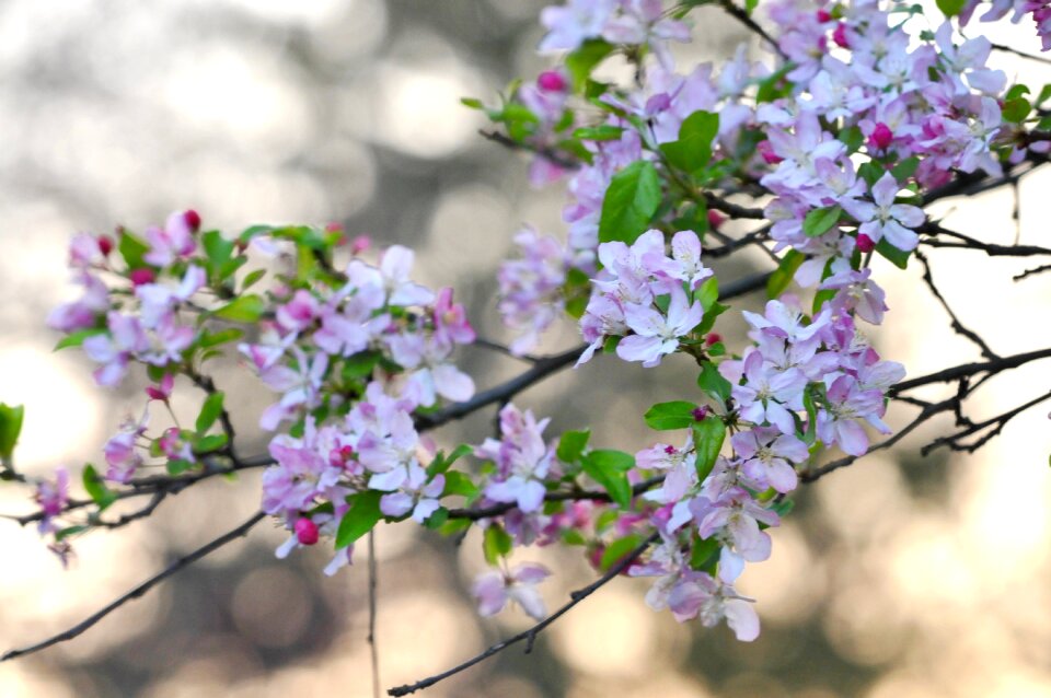 Flowers spring cherry blossom