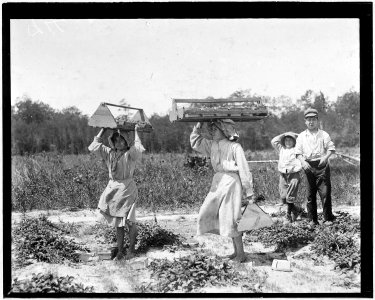 The girl berry carriers on Newton's Farm. Ann Parion, 13 years of age, working her 5 season, carries 60 Lbs. of... - NARA - 523321 photo