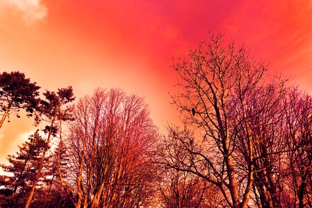 Bare branch winter tree deciduous tree photo