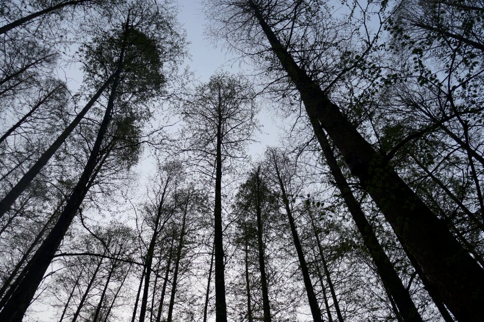 China trees the sky
