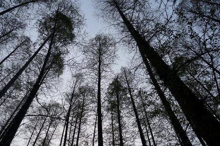China trees the sky
