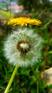 Taraxacum flower lawn photo