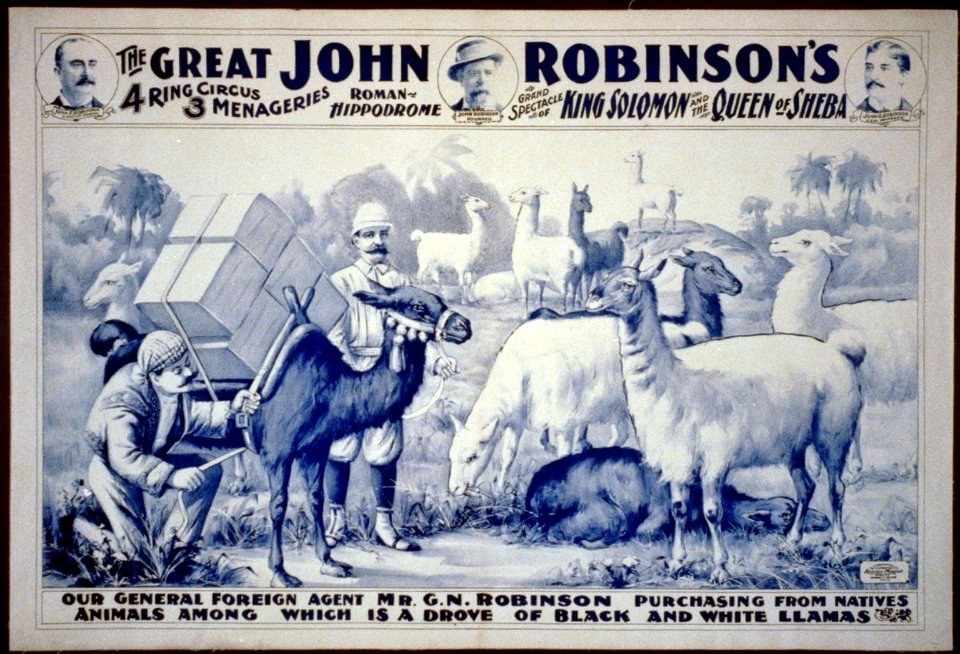 The Great John Robinson's 4 Ring Circus...Our General Foreign Agent Mr. G.N. Robinson purchasing...a drove of black & white llamas LCCN2002719198