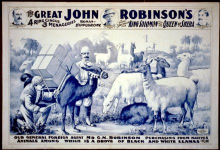 The Great John Robinson's 4 Ring Circus...Our General Foreign Agent Mr. G.N. Robinson purchasing...a drove of black & white llamas LCCN2002719198