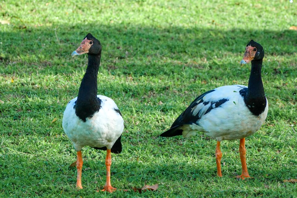Northern territory geese park