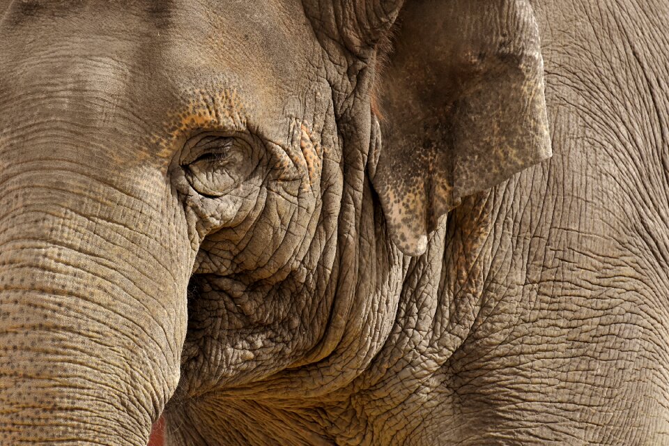 Animal animal portrait africa