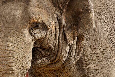 Animal animal portrait africa