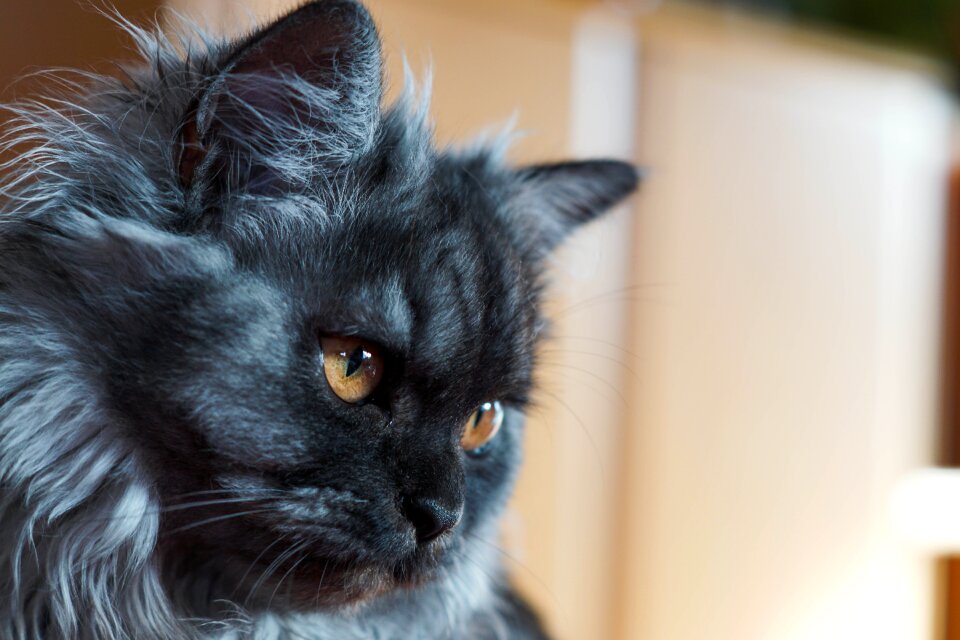 Cat eyes Free photos