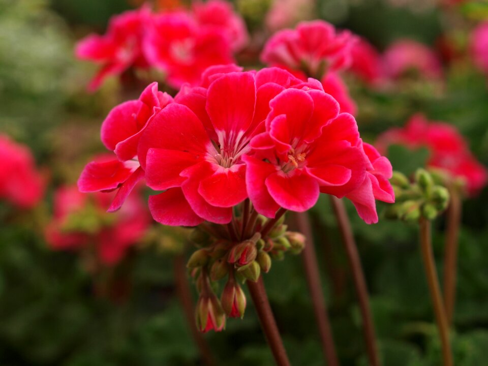 Nature blooming geranium photo