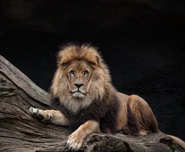 Males king predator photo