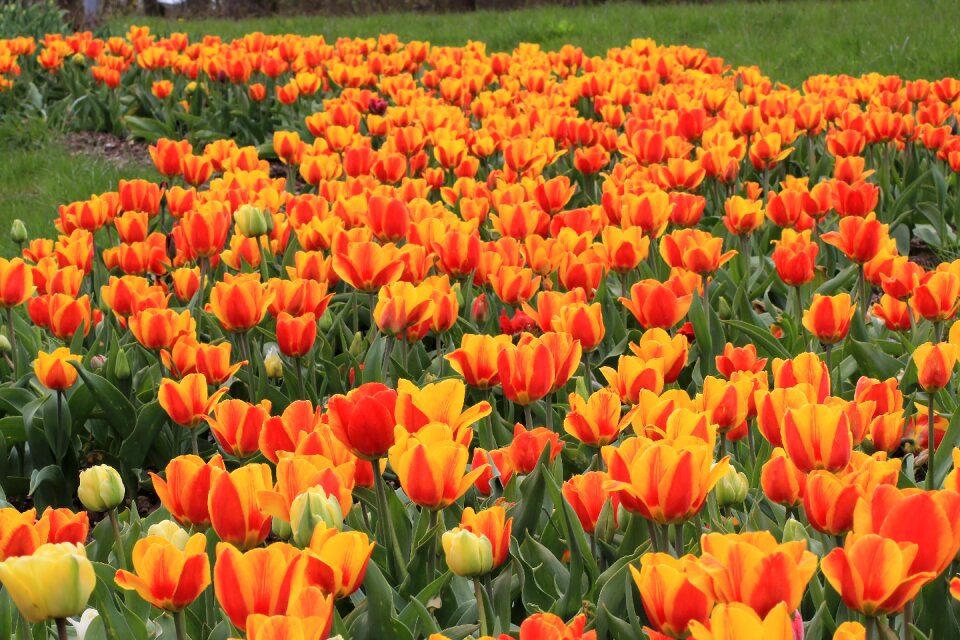 Flower garden plant