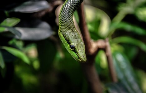 Snake animal reptile
