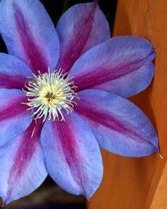 Petal blooming clematis