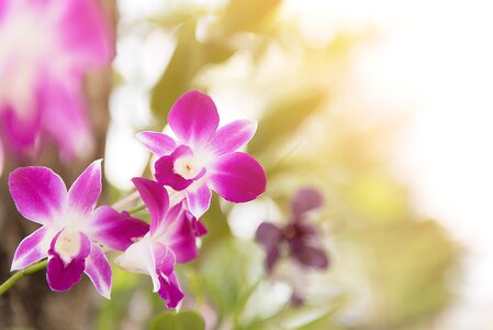 Floral blossom decoration