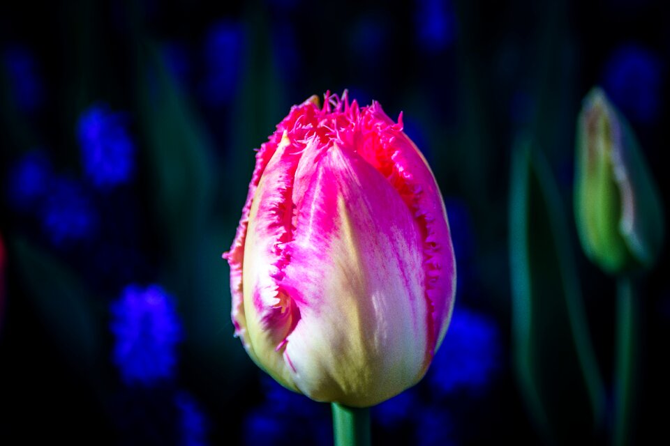 Flower tulpenbluete holland