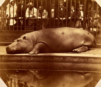 The Hippopotamus at the Regents Park Zoo, ca. 1855