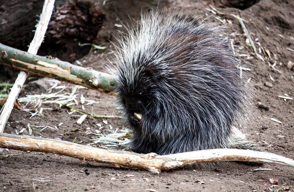 Animal prickly animal world