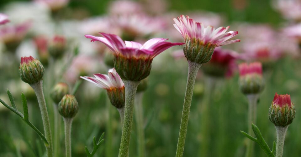 Summer garden blooming photo