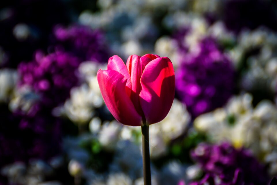 Flower flowers spring