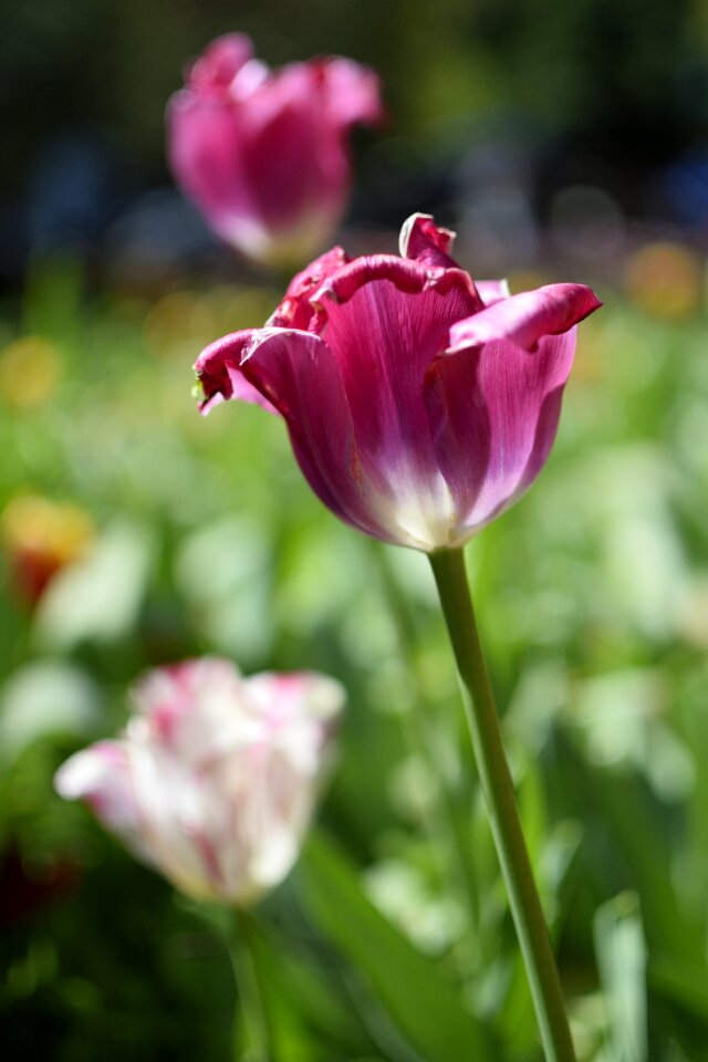 Spring nature floral