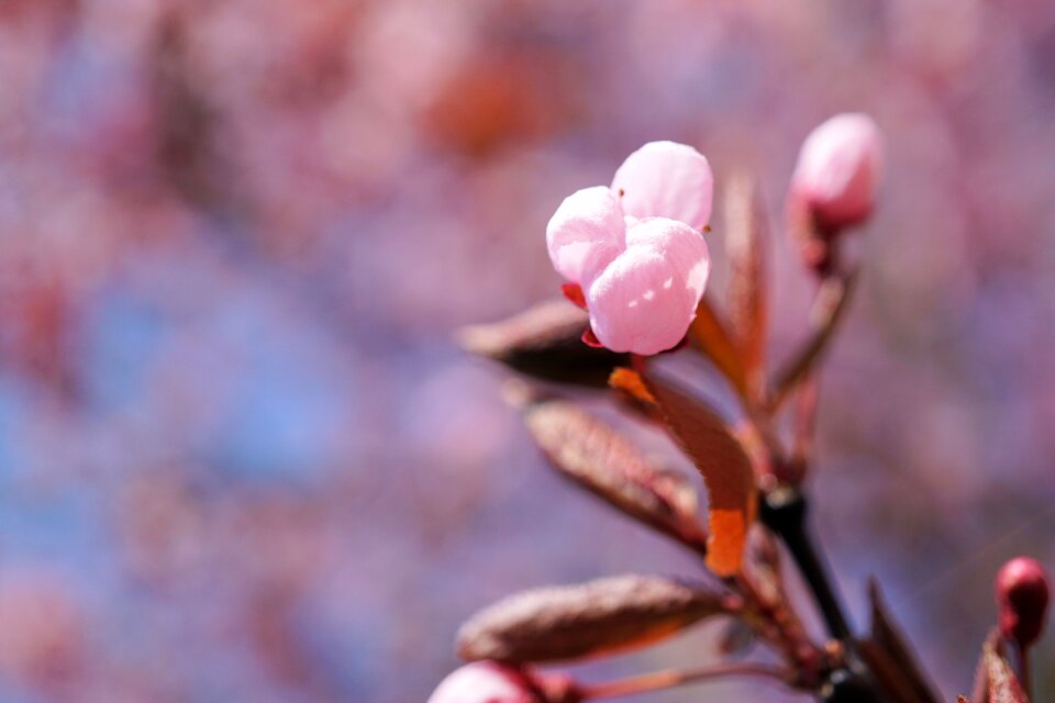 Cherry tree flower cherry wood