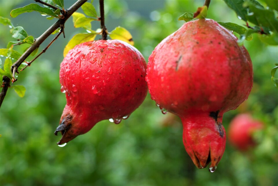 Pomegranate estrogen nature
