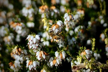 Outdoors leaf bee