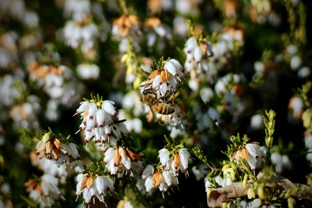 Outdoors leaf bee photo