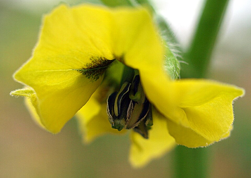 Flora outdoors pollen