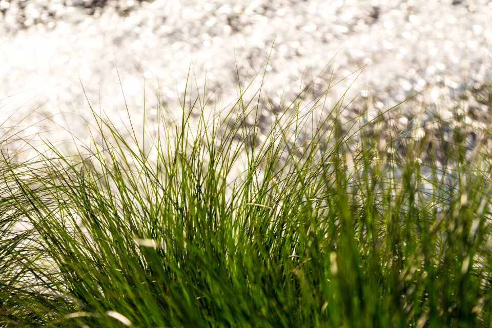 Meadow blade of grass landscape