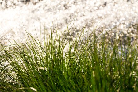 Meadow blade of grass landscape photo