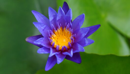 Lily blue purple tranquility photo