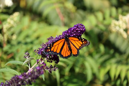 Butterfly monarch purple flower photo